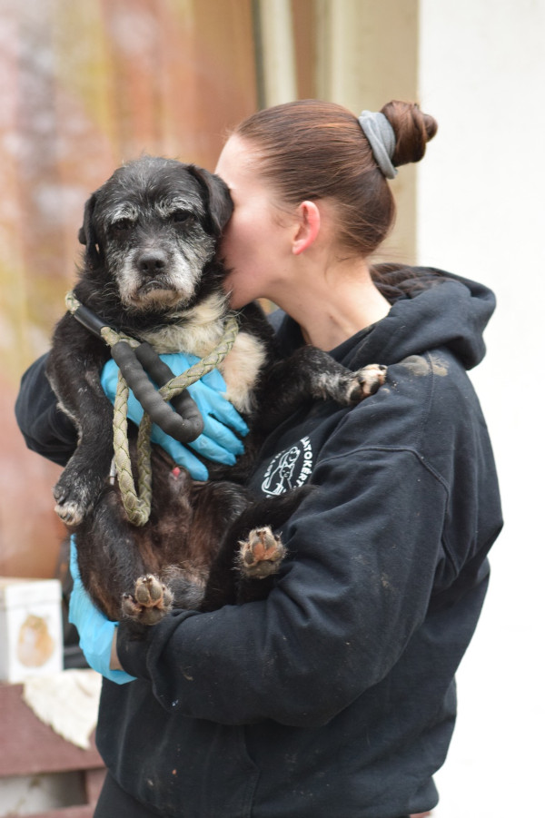 Opq Kalman – Hund, männlich, 12 Jahre, 9 Monate, Ungarn – zur Adoption