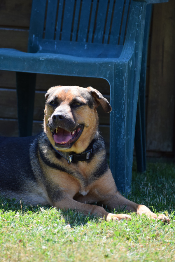 Persil – Hund, männlich, 4 Jahre, Ungarn – zur Adoption