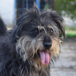 Timmy – Hund, männlich, 4 Jahre, Ungarn – zur Adoption