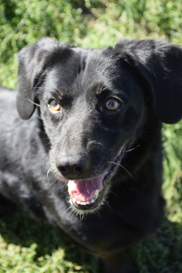 Poldi – Hund, männlich, 12 Jahre, Ungarn – zur Adoption