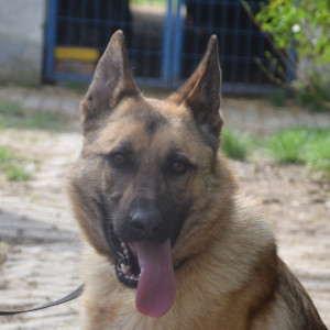Amy – Hund, weiblich, 4 Jahre, Unbekannt – zur Adoption