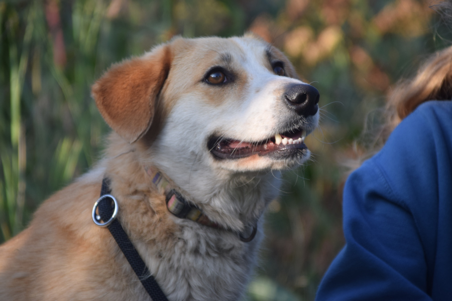Bonbonetti – Hund, weiblich, 6 Jahre, Ungarn – zur Adoption