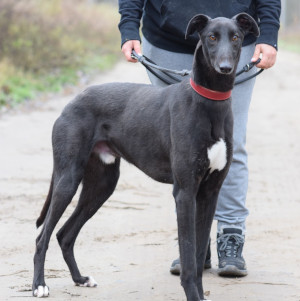 Phönix – Hund, männlich, 2 Jahre, Ungarn – zur Adoption
