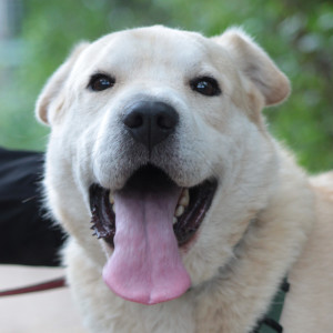 Yukka – Hund, männlich, 6 Jahre, Ungarn – zur Adoption