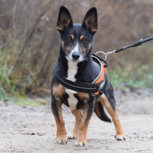 Zero – Hund, männlich, 8 Jahre, Ungarn – zur Adoption