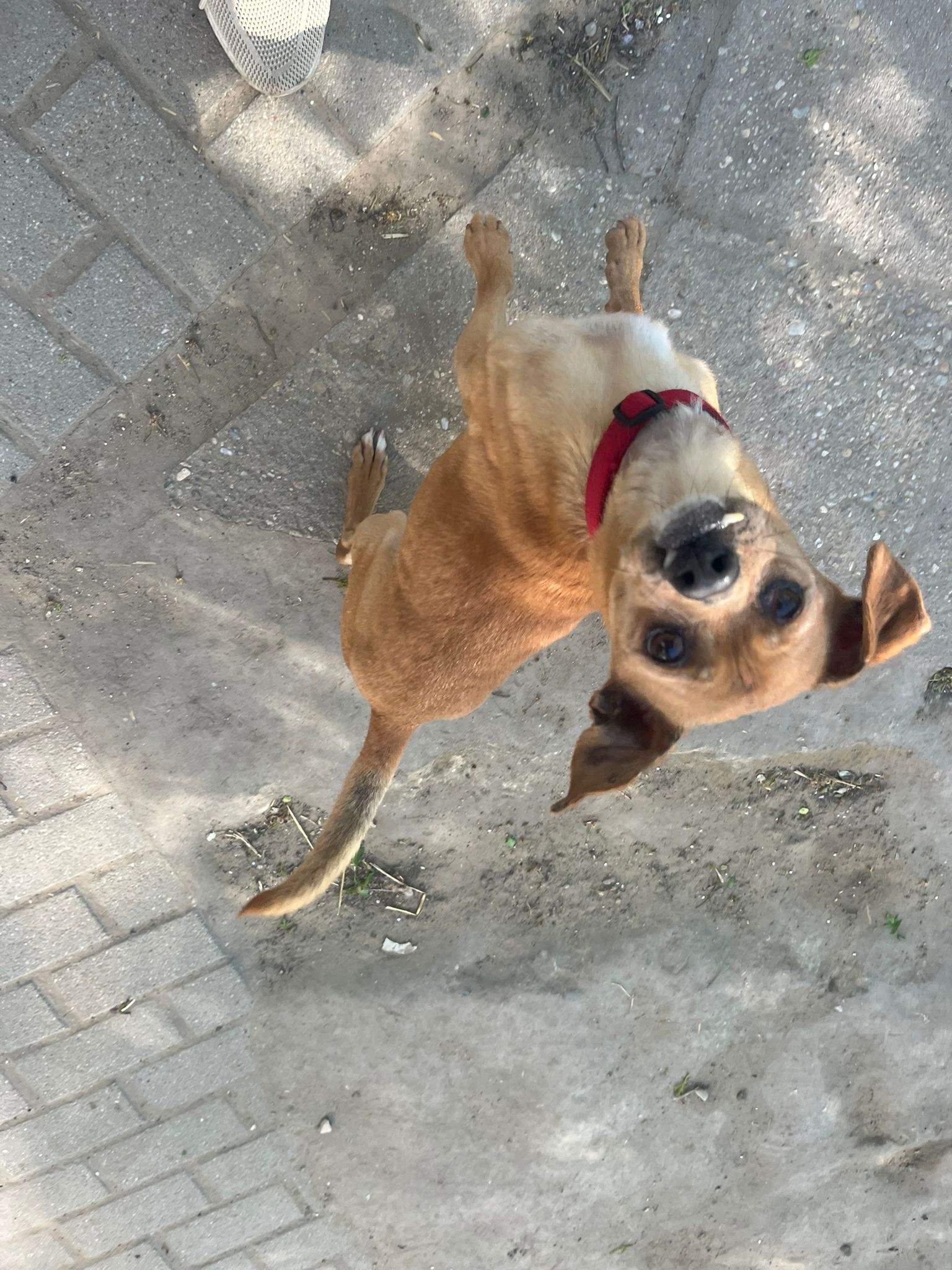 Dino – Hund, männlich, 12 Jahre, Ungarn – zur Adoption