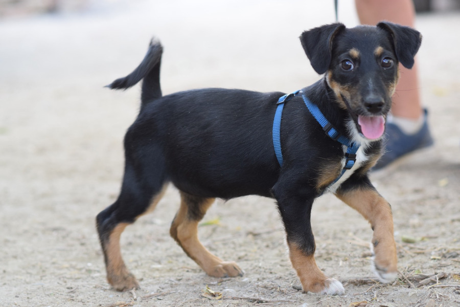 Spaghetti – Hund, weiblich, 5 Monate, Ungarn – zur Adoption
