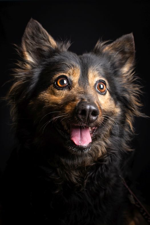 Stella – Hund, weiblich, 15 Jahre, Ungarn – zur Adoption