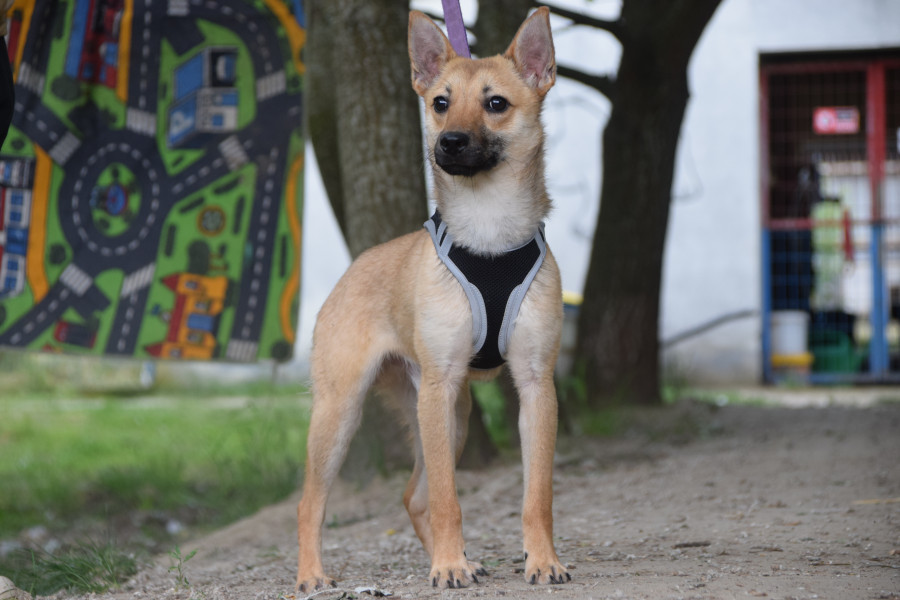 Kimo – Hund, männlich, 2 Jahre, Ungarn – zur Adoption