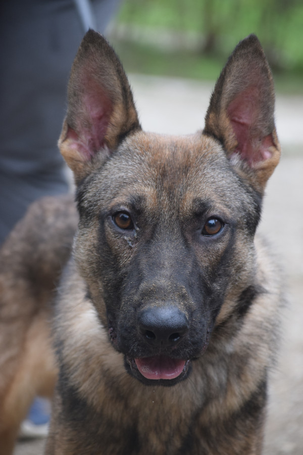Malte – Hund, männlich, 2 Jahre, Ungarn – zur Adoption