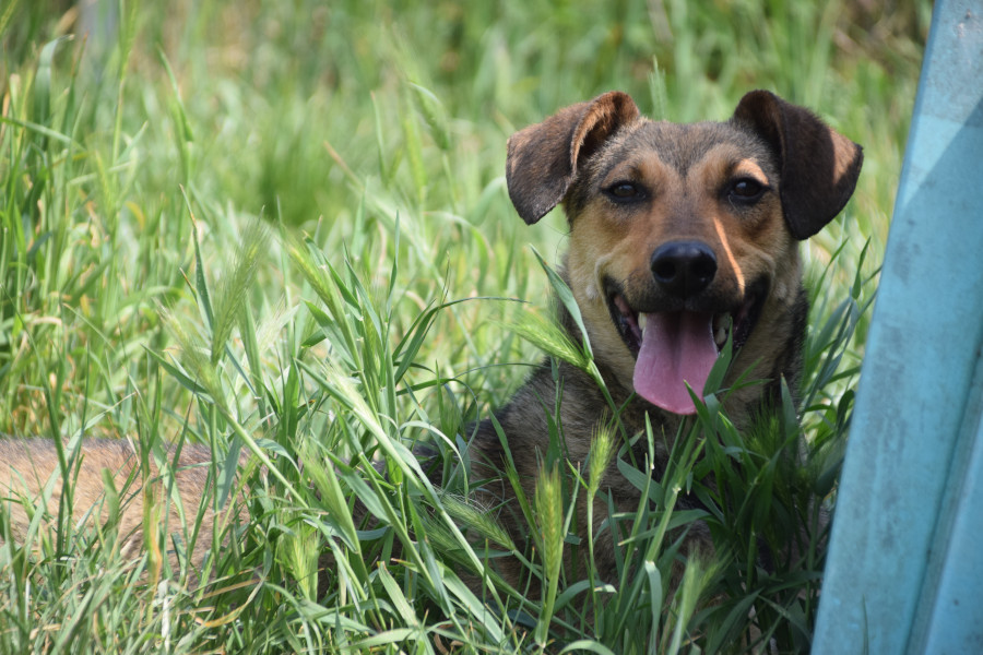 Melange – Hund, weiblich, 1 Jahr, Ungarn – zur Adoption
