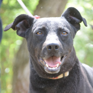 Pandora – Hund, weiblich, 4 Jahre, Ungarn – zur Adoption