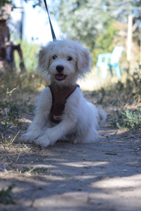 Leo – Hund, männlich, 5 Monate, Ungarn – zur Adoption