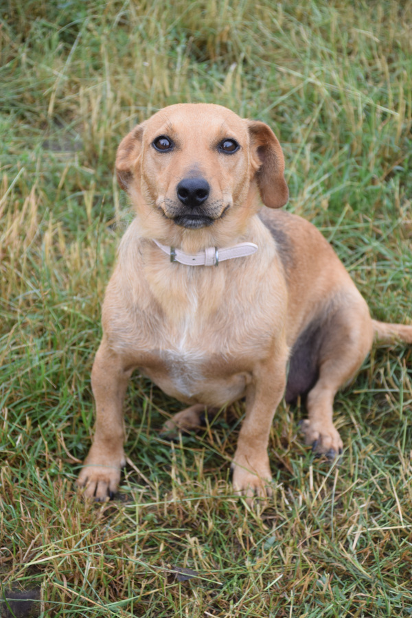 Pia – Hund, weiblich, 3 Jahre, Ungarn – zur Adoption