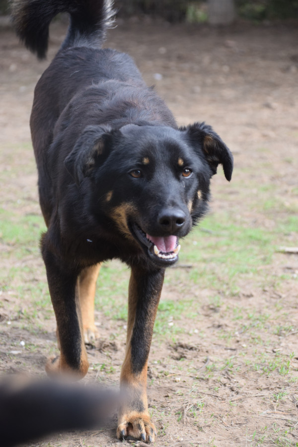 Clyde – Hund, männlich, 3 Jahre, Ungarn – zur Adoption