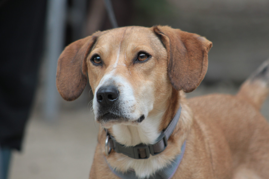 Ludwig – Hund, männlich, 4 Jahre, Ungarn – zur Adoption