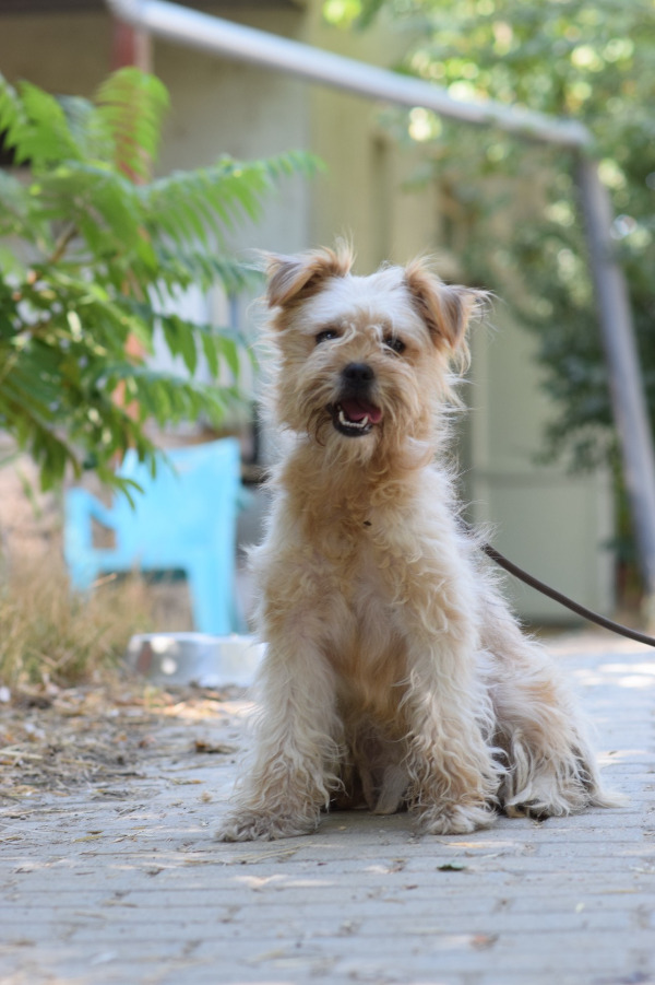 Galuska – Hund, weiblich, 2 Jahre, Ungarn – zur Adoption