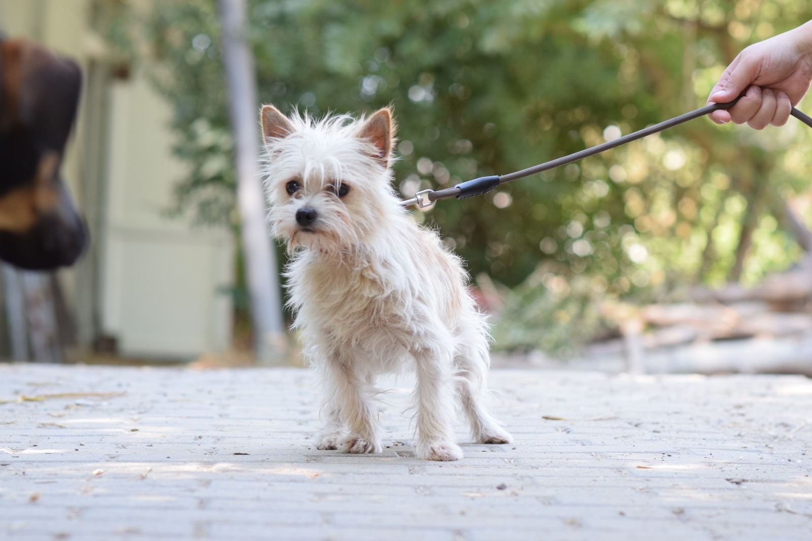 Spätle – Hund, männlich, 2 Jahre, Ungarn – zur Adoption