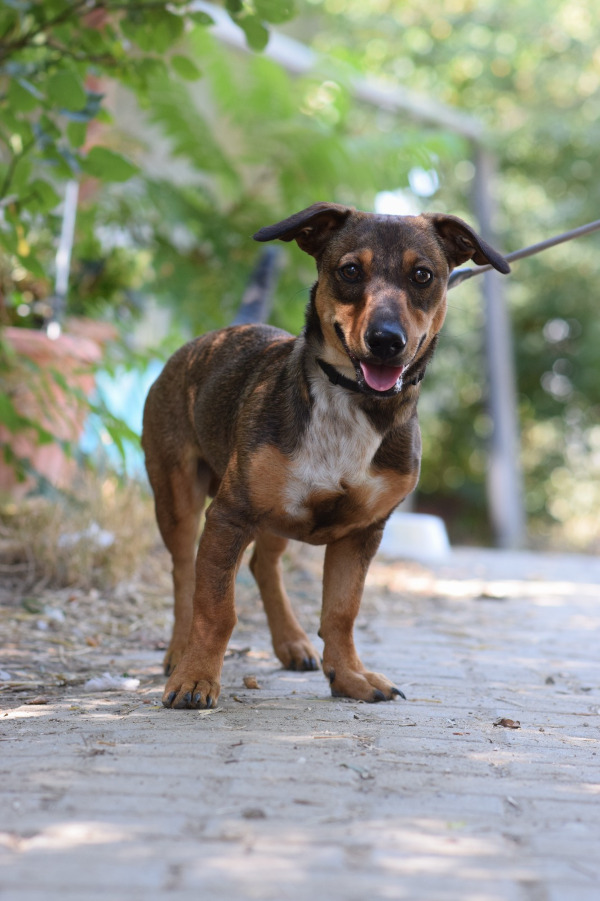 Lars – Hund, männlich, 1 Jahr, Ungarn – zur Adoption