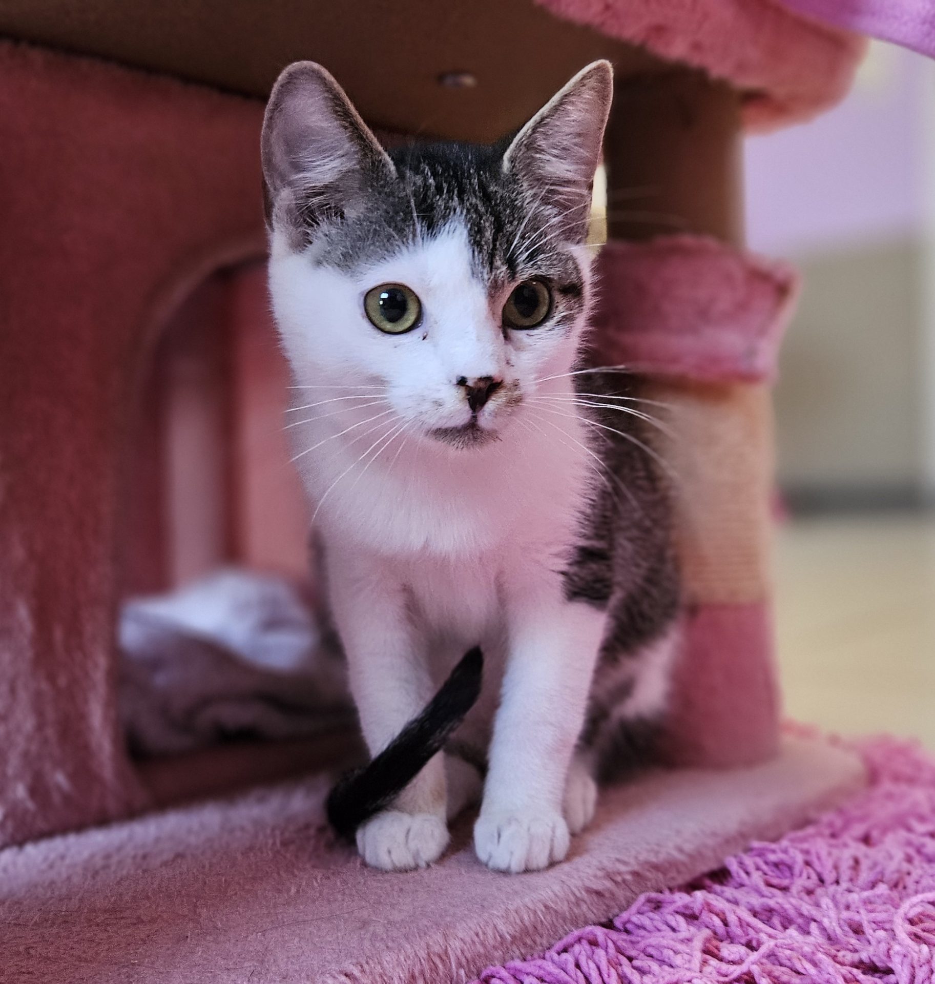 Hunter – Europäisch Kurzhaar, männlich, 3 Monate, 97525 Schwebheim – zur Adoption