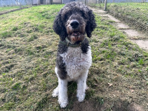 Amy – Labradoodle, weiblich, 6 Jahre, 32758 Detmold – zur Adoption