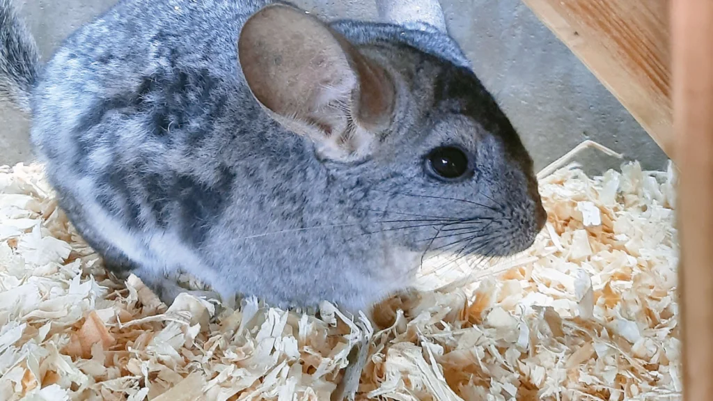 Zeus – Chinchilla, männlich, 13057 Berlin – zur Adoption