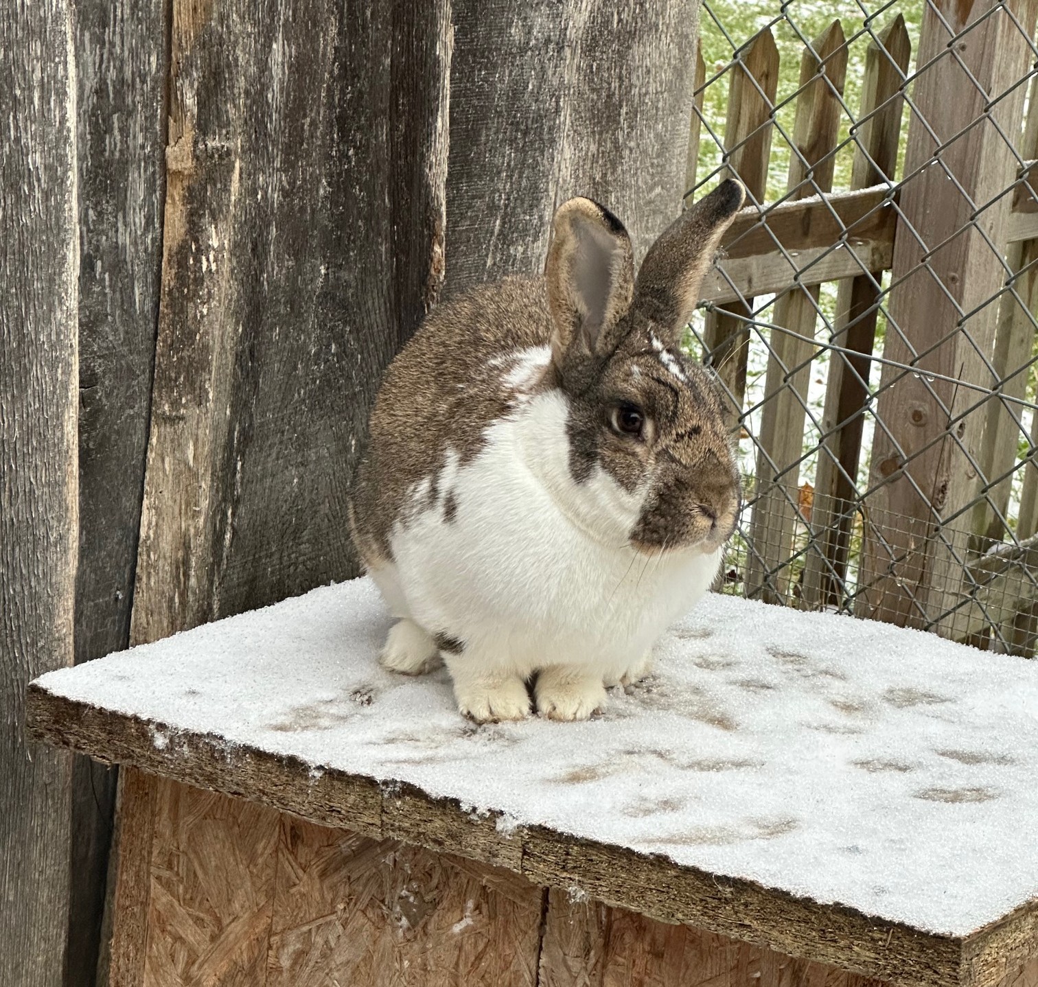 Jack – Mecklenburger Schecke, männlich, 2 Monate, 97525 Schwebheim – zur Adoption