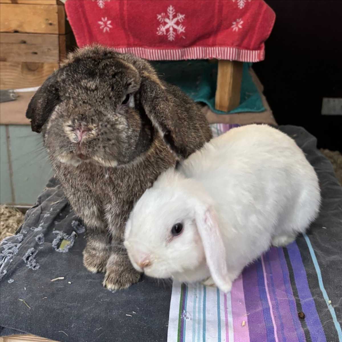 FLORA – Widderkaninchen, weiblich, 2 Jahre, 7 Monate, 81829 München – zur Adoption