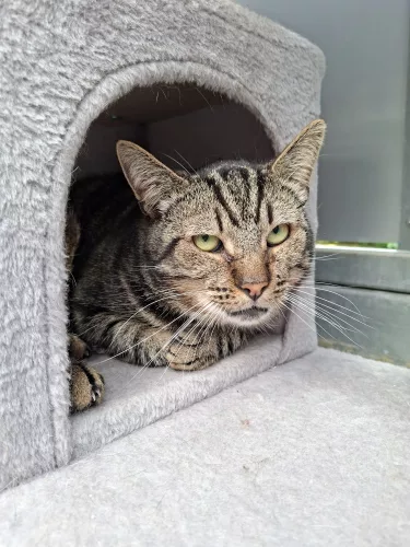 Tristan – EKH, männlich, 26389 Wilhelmshaven – zur Adoption