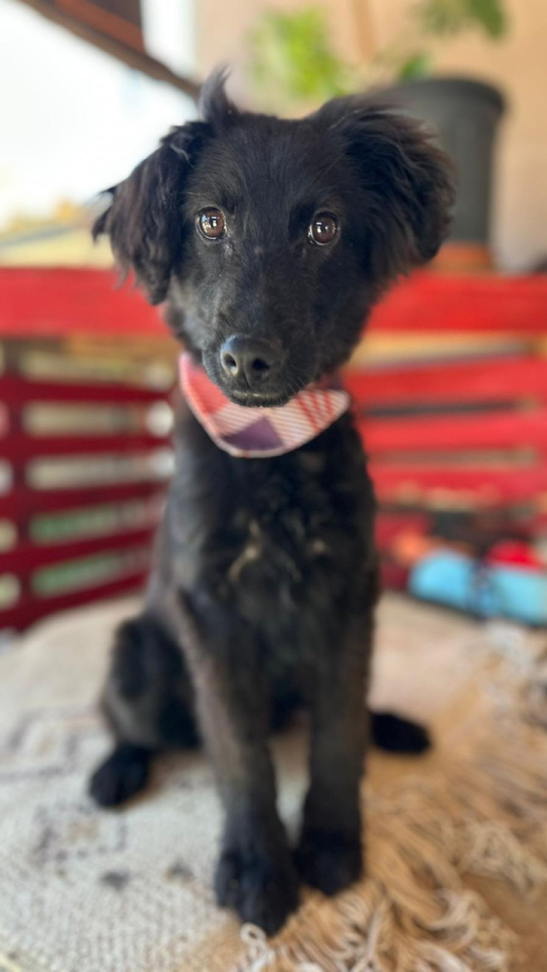 Mićko – Hund, männlich, 6 Monate, Nordic Strays e.V. – zur Adoption