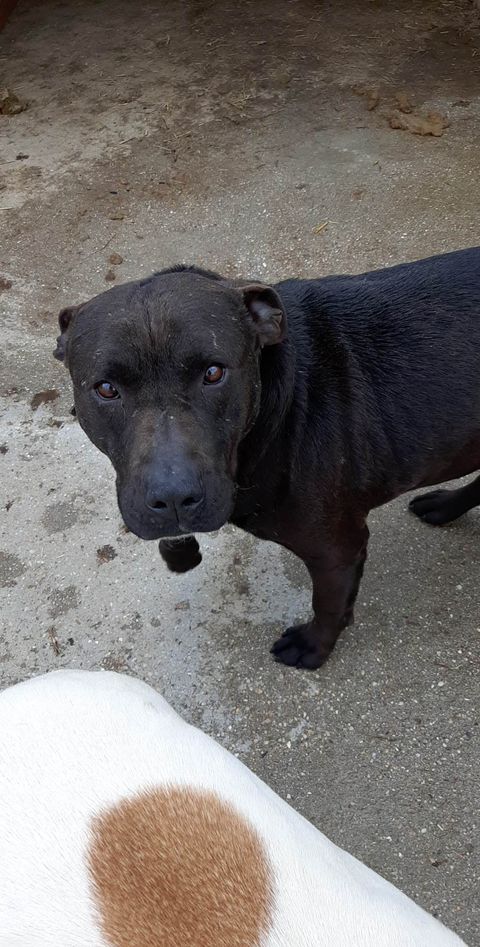 Klaus – Staff Mix, männlich, 50823 Köln – zur Adoption
