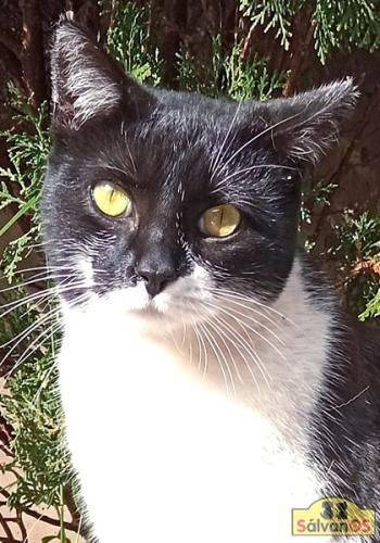 Dulce – Europäisch Kurzhaar, weiblich, 4 Jahre, 65520 Bad Camberg – zur Adoption