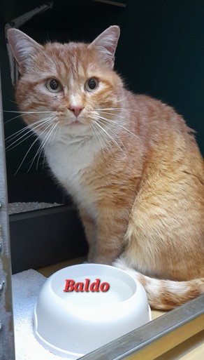 Baldo – EKH, männlich, 2 Jahre, 70195 Stuttgart-Botnang – zur Adoption