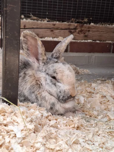 Dr. Kibat Tierheim/Wilhelmshaven