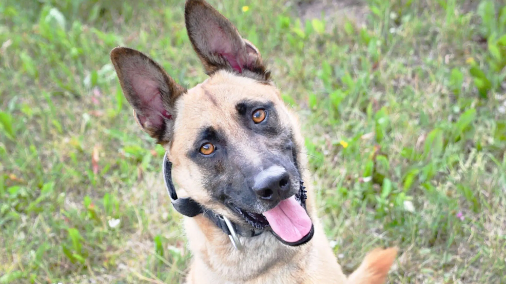 Chico