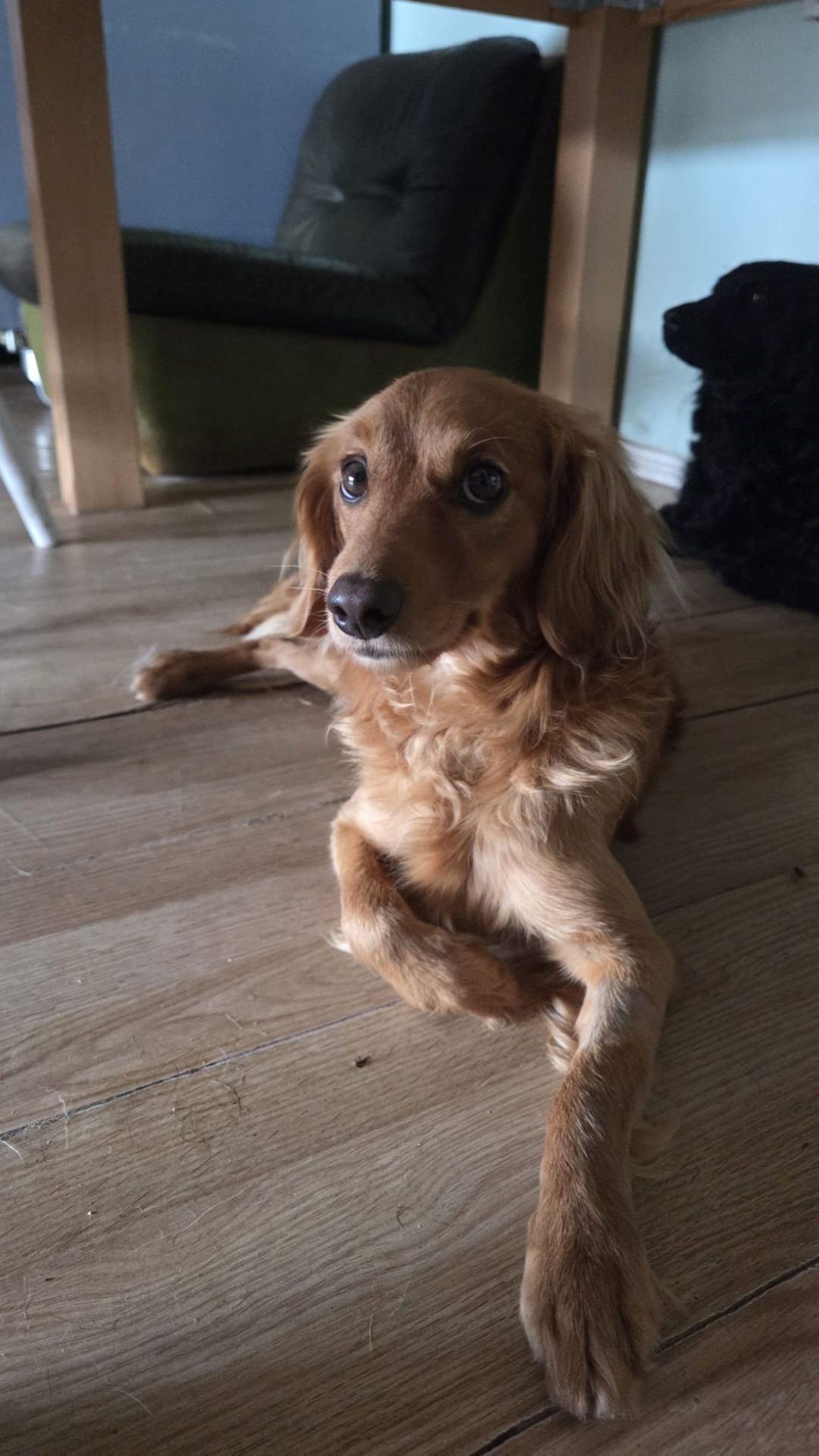 Luis – Cocker Spaniel Mischling, männlich, Nordic Strays e.V. – zur Adoption
