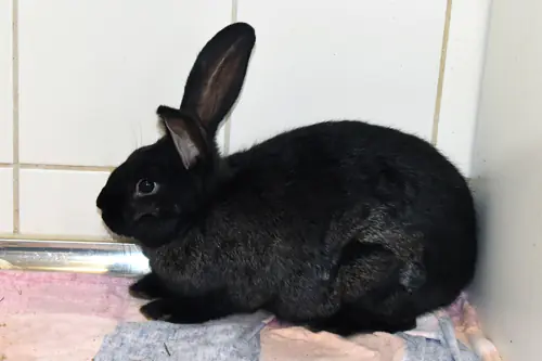 Arnie – Stallkaninchen-Mix, männlich, 5 Monate, 90537 Feucht – zur Adoption