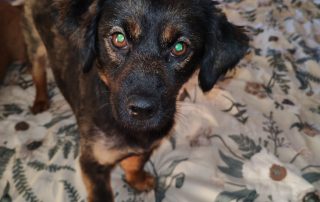 Pepa – Hund, weiblich, 6 Jahre, Nordic Strays e.V. – zur Adoption