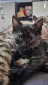 Ella – Europäisch Kurzhaar, weiblich, 2 Monate, 97525 Schwebheim – zur Adoption