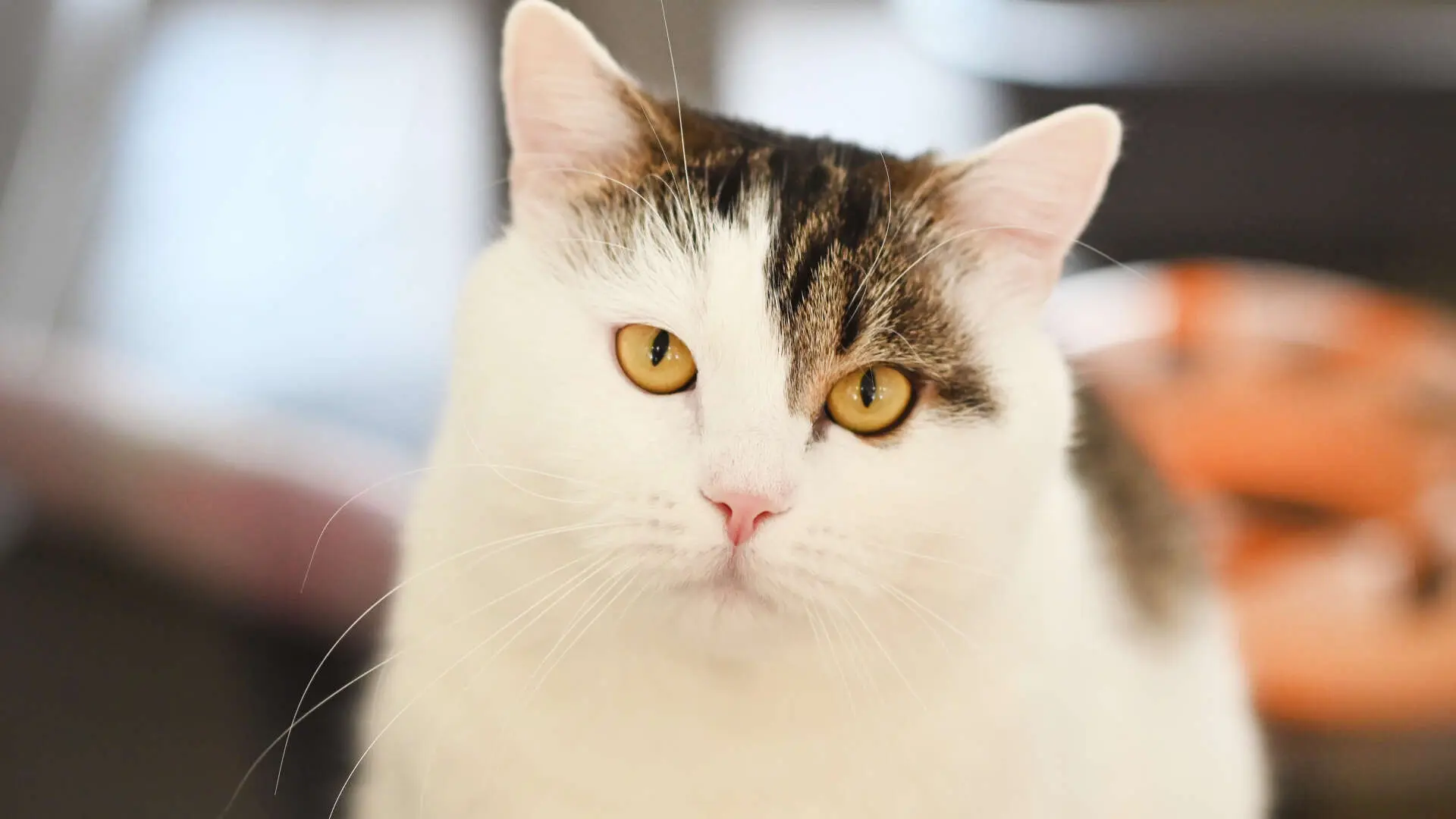 Aileen – EKH, weiblich, 13057 Berlin – zur Adoption