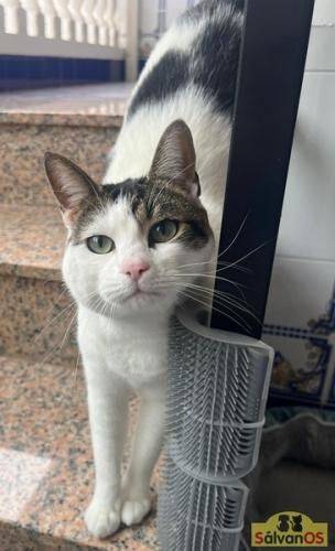 Misi – Europäisch Kurzhaar, weiblich, 4 Jahre, 6 Monate, 65520 Bad Camberg – zur Adoption