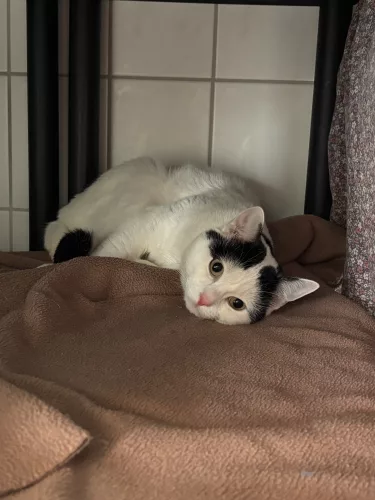 Hartmut – EKH, männlich, 26389 Wilhelmshaven – zur Adoption