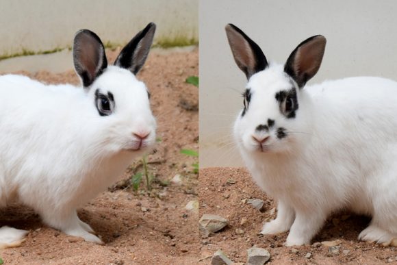 Gwendolyn und Glöckchen – Zwergkaninchen, weiblich, 16 Monate, 90537 Feucht – zur Adoption