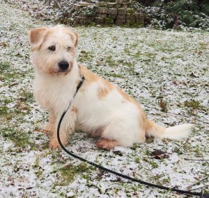 Arhat – Schnauzer-Mix, männlich, 3 Jahre, 3 Monate, 70195 Stuttgart-Botnang – zur Adoption