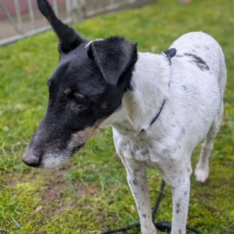 Oskar