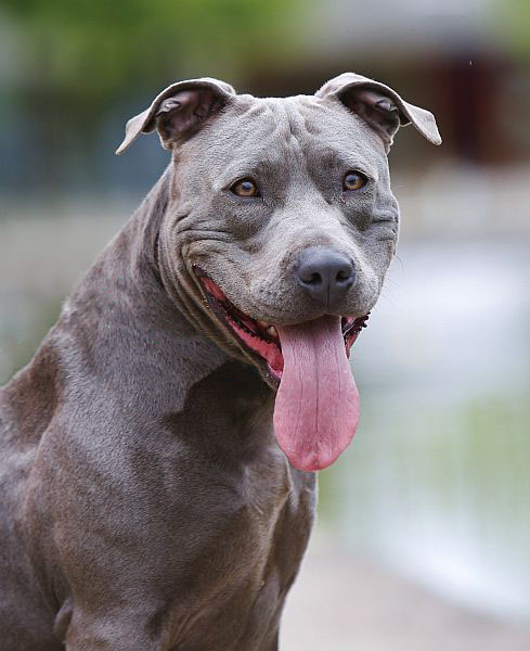 Tyra – Staffordshire-Mix, weiblich, 8 Jahre, 13057 Berlin – zur Adoption