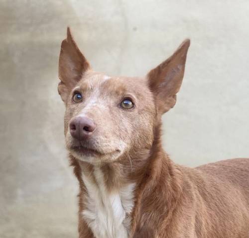 Milky – Podenco-Mischling, männlich, 7 Jahre, 65520 Bad Camberg – zur Adoption