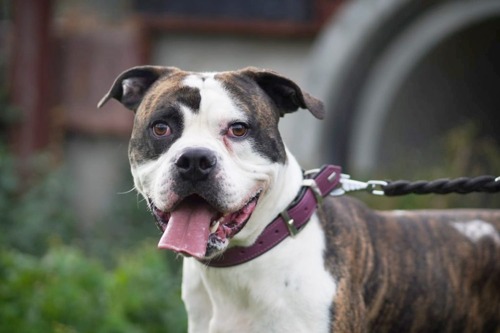 Masou – American Bulldog, männlich, 4 Jahre, 8 Monate, 13057 Berlin – zur Adoption