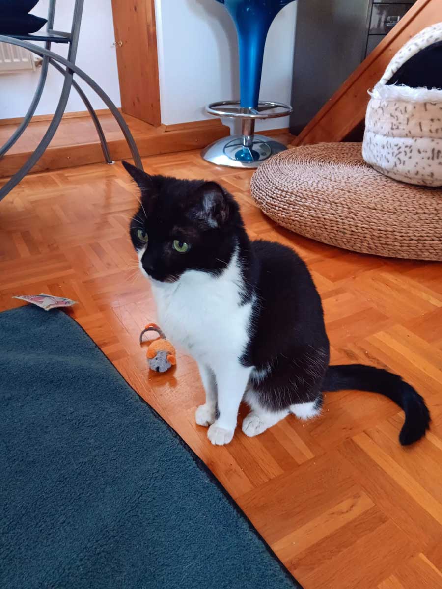 Tapsi – EKH, weiblich, 9 Jahre, 82031 Grünwald – zur Adoption