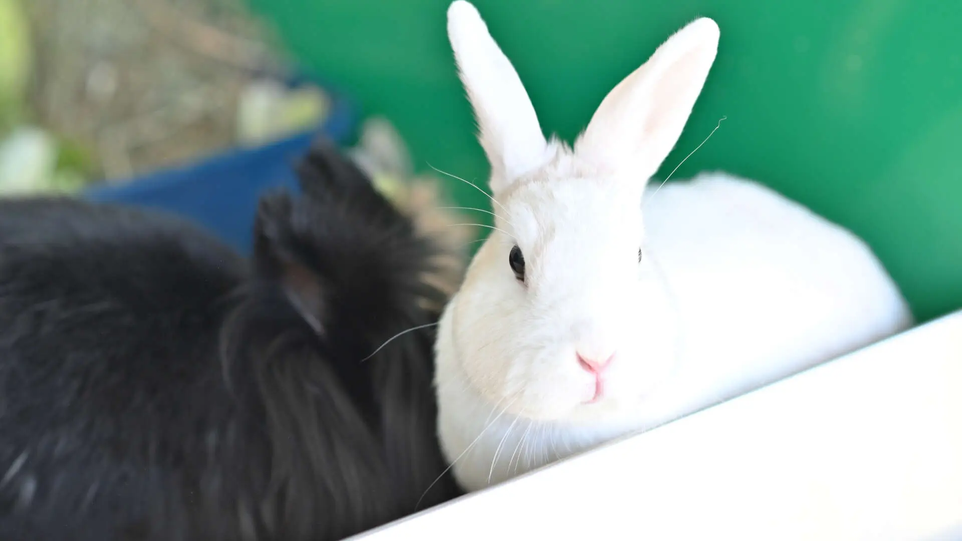 Soy & Hoi Sin – Löwenköpfchen & Zwergkaninchen-Mix, männlich, 3 Jahre, 13057 Berlin – zur Adoption